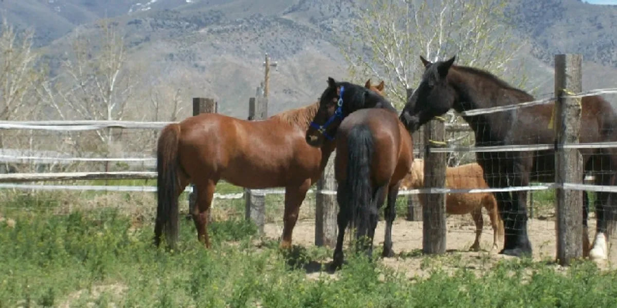 C Horse Ranch – A Reliable Horse Layover in Winnemucca, Nevada