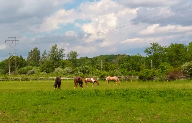 Evergreen Stables Equestrian Center, Scottsville NY
