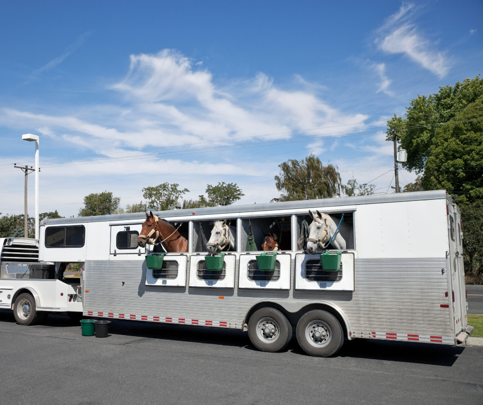 Horses relaxing in trailer