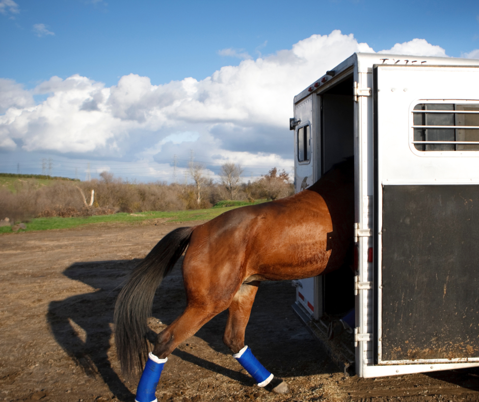 horse loading safely into trailer