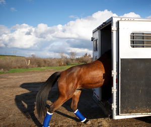 Best Practices for Loading and Unloading Horses Safely