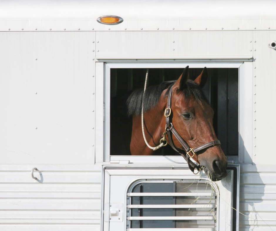 Horse resting in horse trailer after traveling