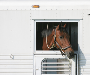 How Many Hours Can a Horse Safely Travel in a Trailer?