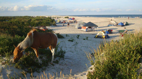 Assateague Island National Seashore: Assateague Horse Camp