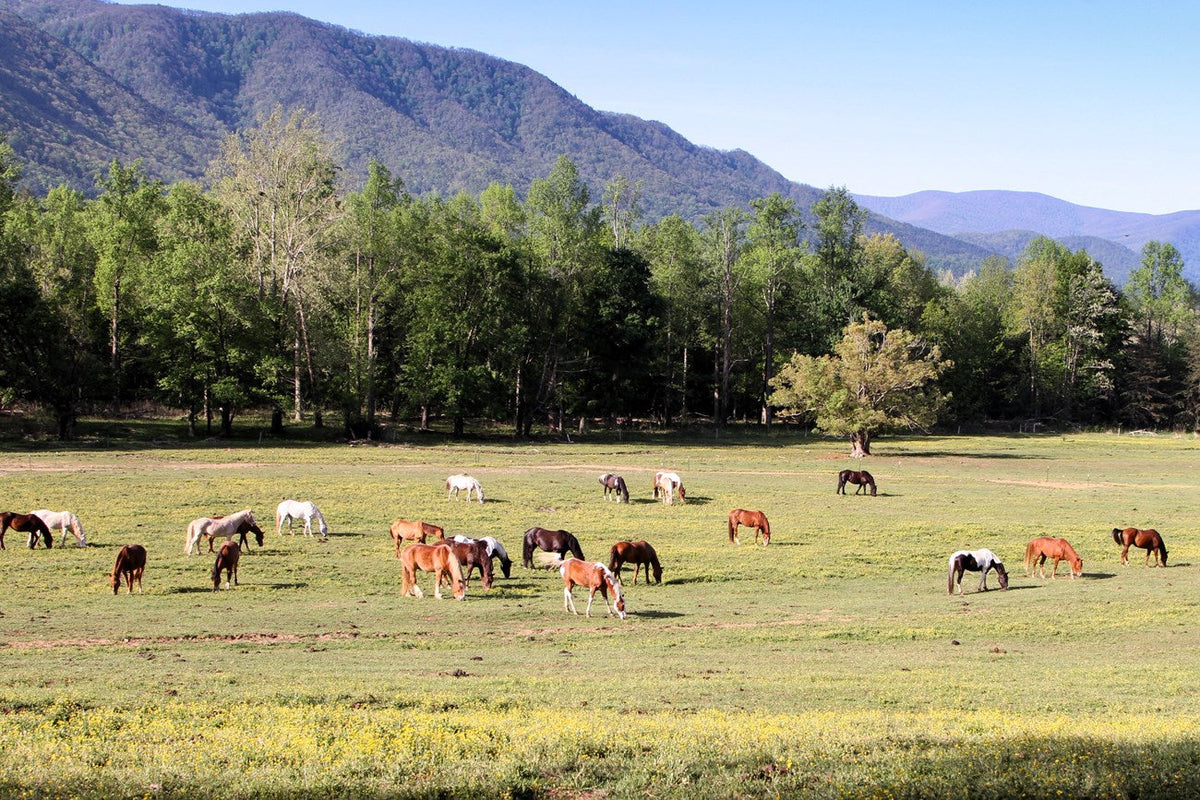 Great Smoky Mountains National Park: Anthony Creek Horse Camp