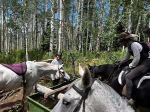 Tina + Jammer: Endurance, Solo Horse Camping, and the Joy of Going the Distance
