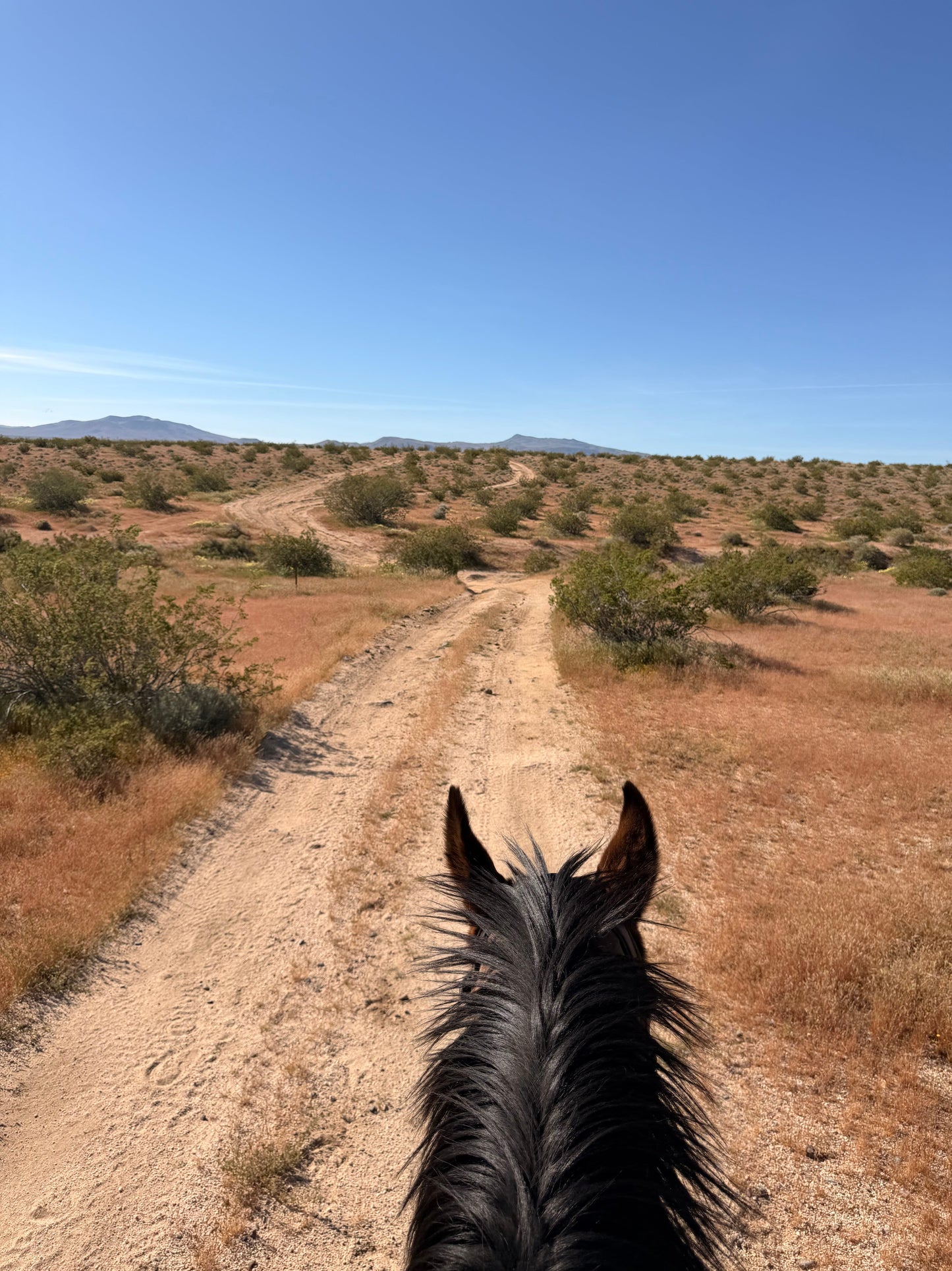 3 Benefits to Spending the Weekend with a(your) Horse