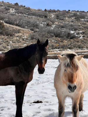 3 Benefits to Spending the Weekend with a(your) Horse