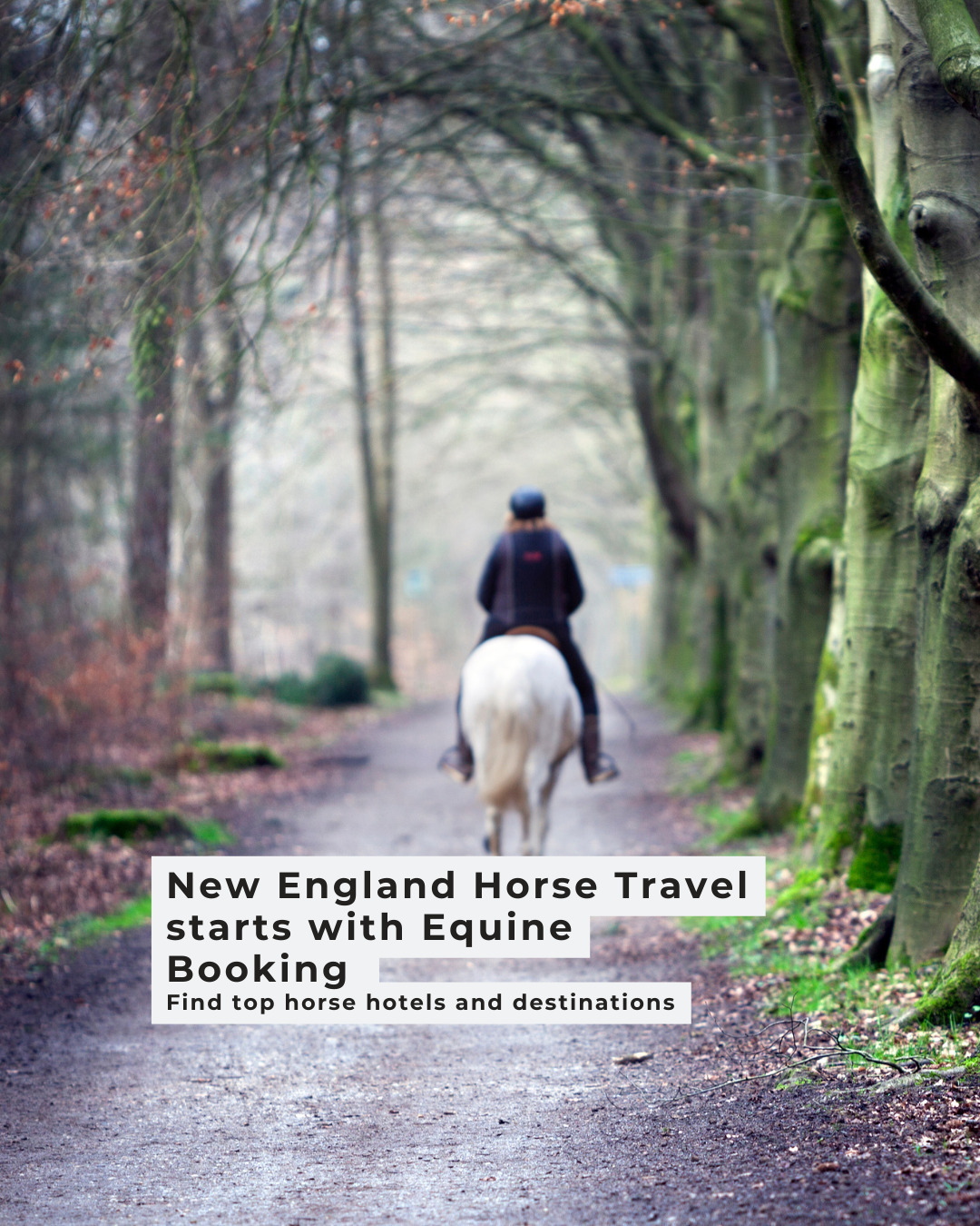 Unforgettable Horse Adventures in New England: Ride Through History &amp; Scenic Beauty
