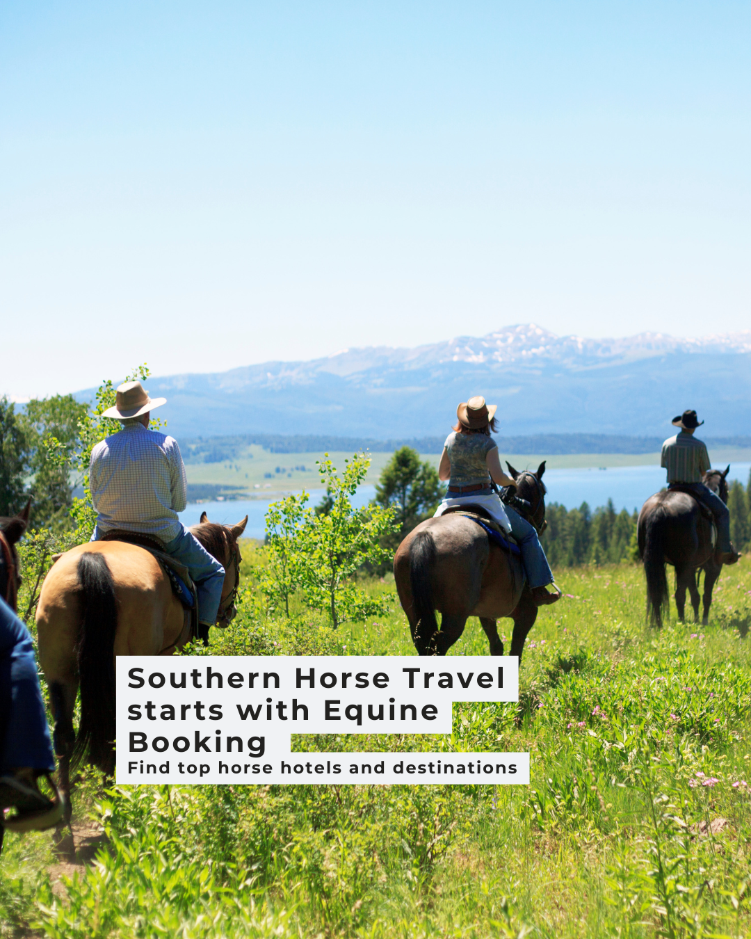 Discover Equine Bliss: Horse Hotels, Camping, and Adventures Await in the South