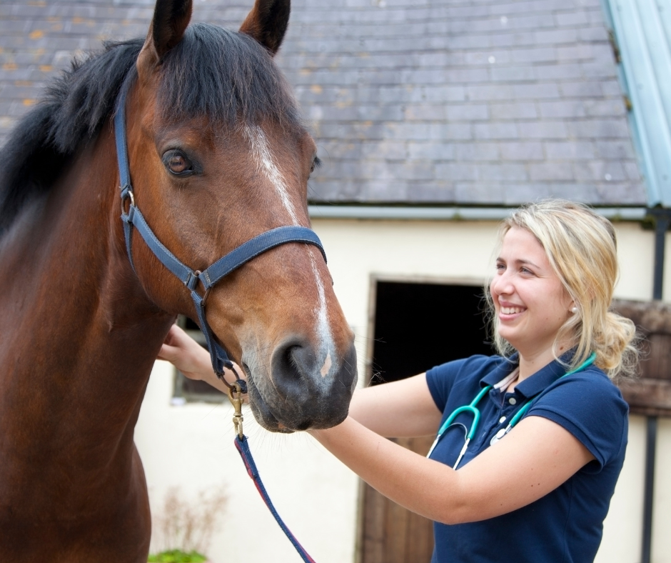 Vet checking horse prior to travel