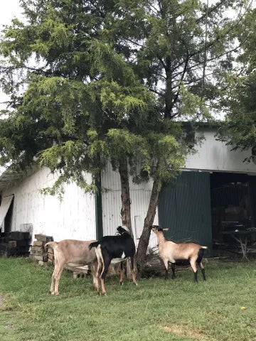 Hidden Creek Ranch – A Convenient and Comfortable Equine Stop in Des Moines, Iowa