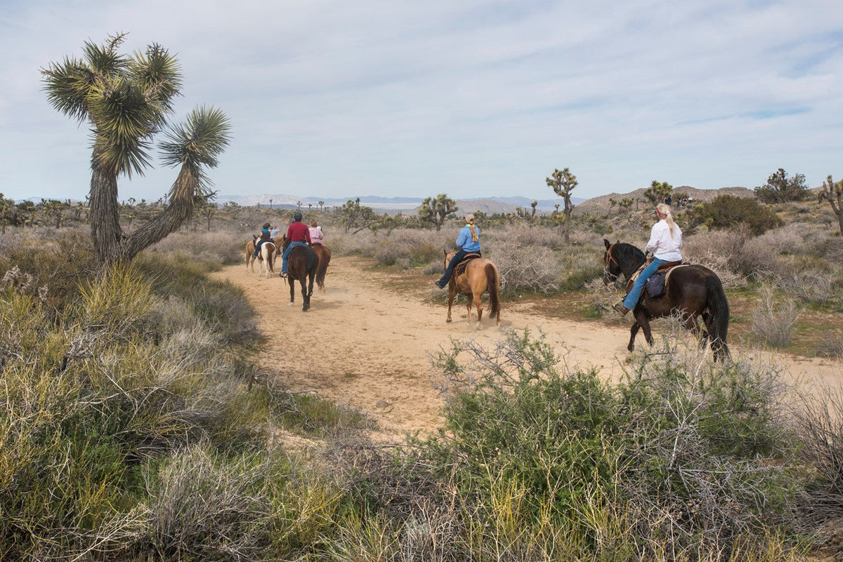 Joshua Tree National Park: Ryan and Black Rock horse camps