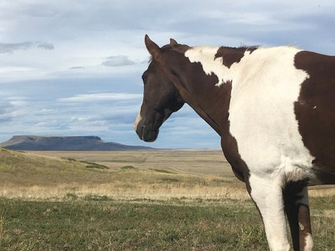 The Paard Yard, LLC - Cascade, Montana