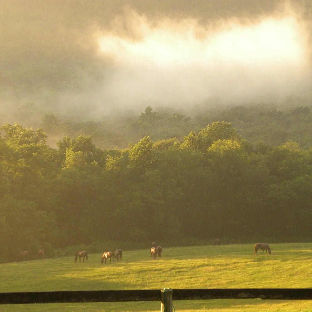 The Windy Ridge, Bethel PA