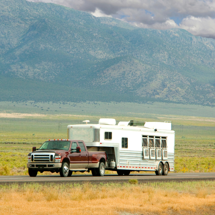 Guided Horse Experiences