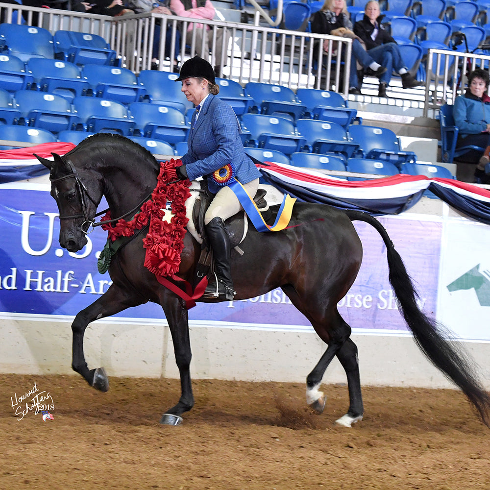 
                      
                        RBC Show Horses
                      
                    