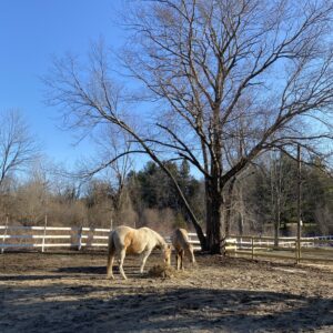 Willow Walker Farm