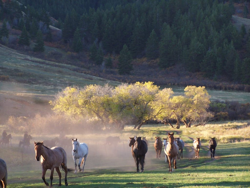 TX Ranch Barn Stables