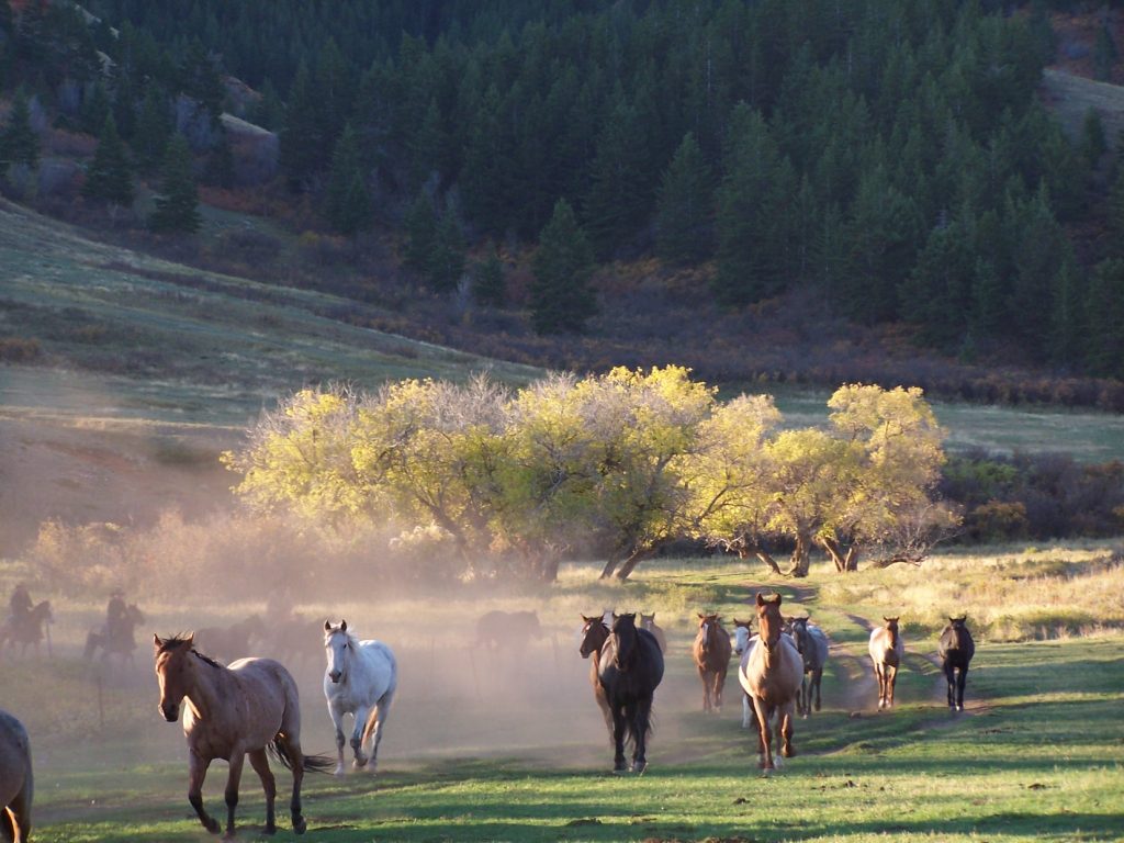 TX Ranch Barn Stables