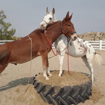 The Horse Hotel - Barstow