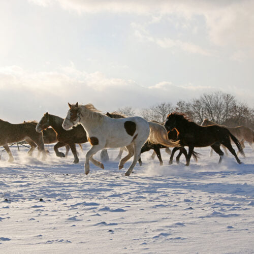 Woodside Ranch Resort