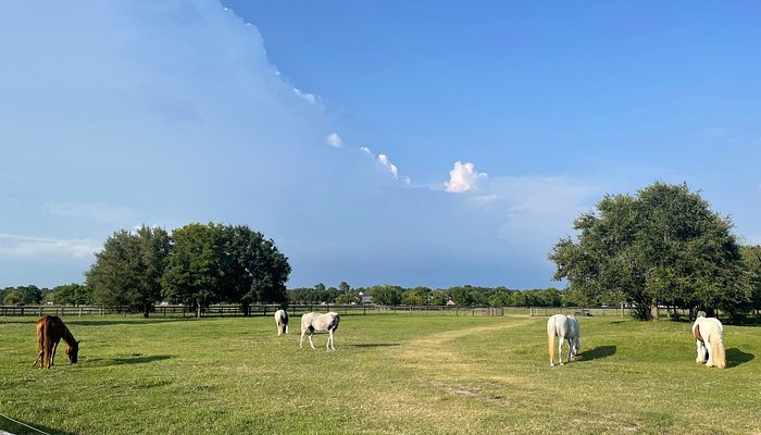 Magnolia Ranch