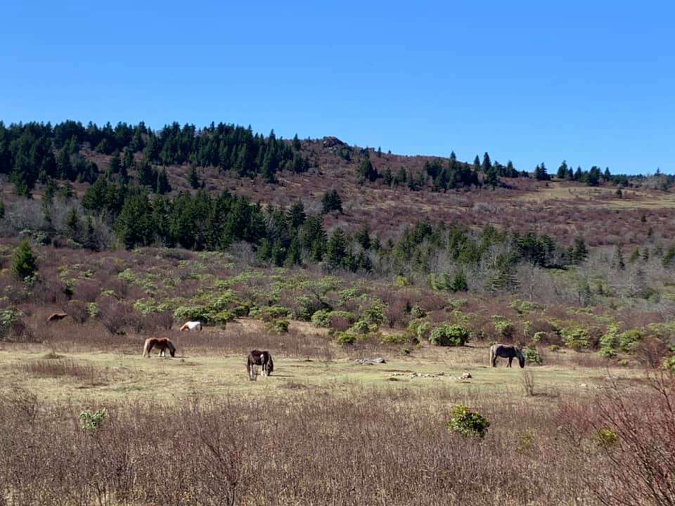 High Country Horse Camp