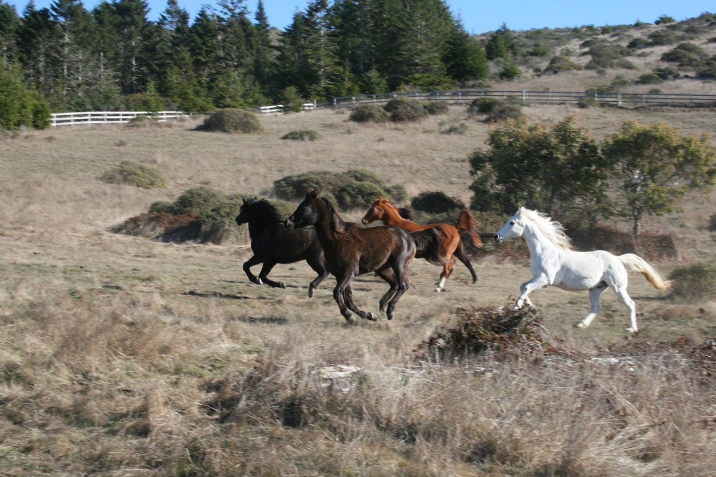 Ricochet Ridge Ranch