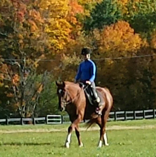 BridleWood Dressage