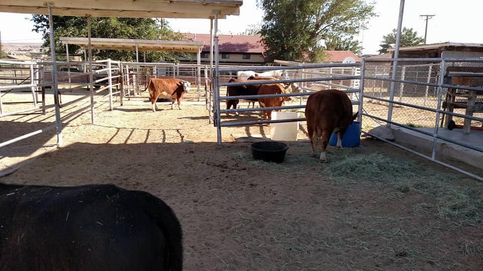 
                      
                        The Horse Hotel - Barstow
                      
                    