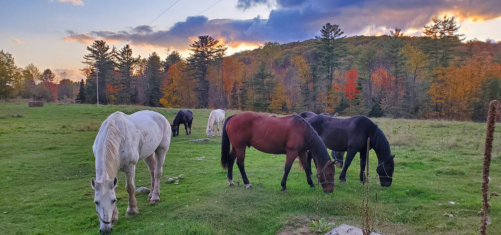 Circle B Ranch - NY