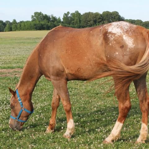 Journeys End Stables