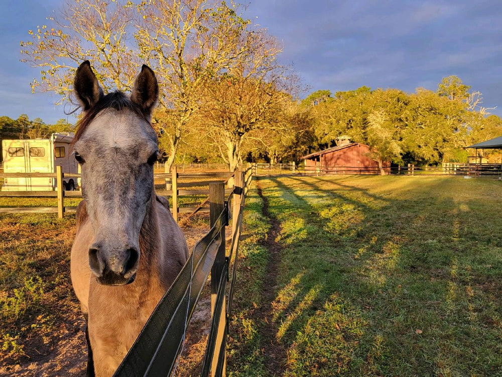 
                      
                        North Florida Horse Motel
                      
                    