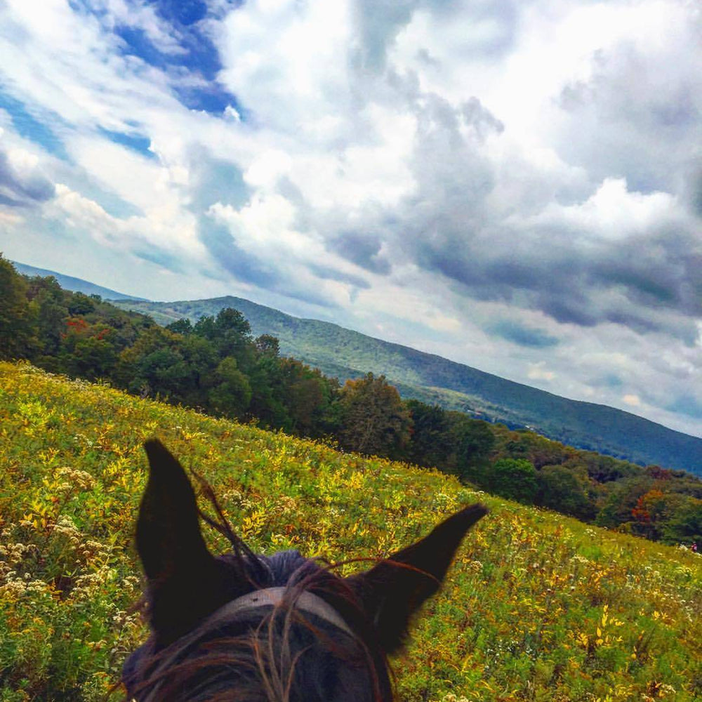 
                      
                        Mountain Trail Rides Horseback Riding & More
                      
                    