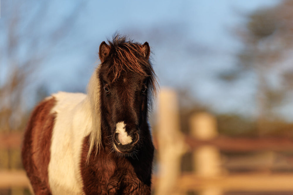 
                      
                        Whispering Woods Stables, LLC
                      
                    
