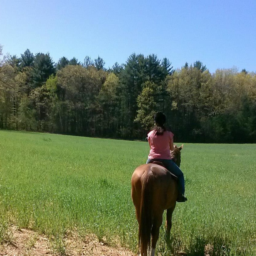 Equine Blvd Horse Hotel