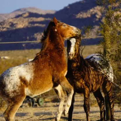
                      
                        Cascade Trails Mustang Sanctuary
                      
                    