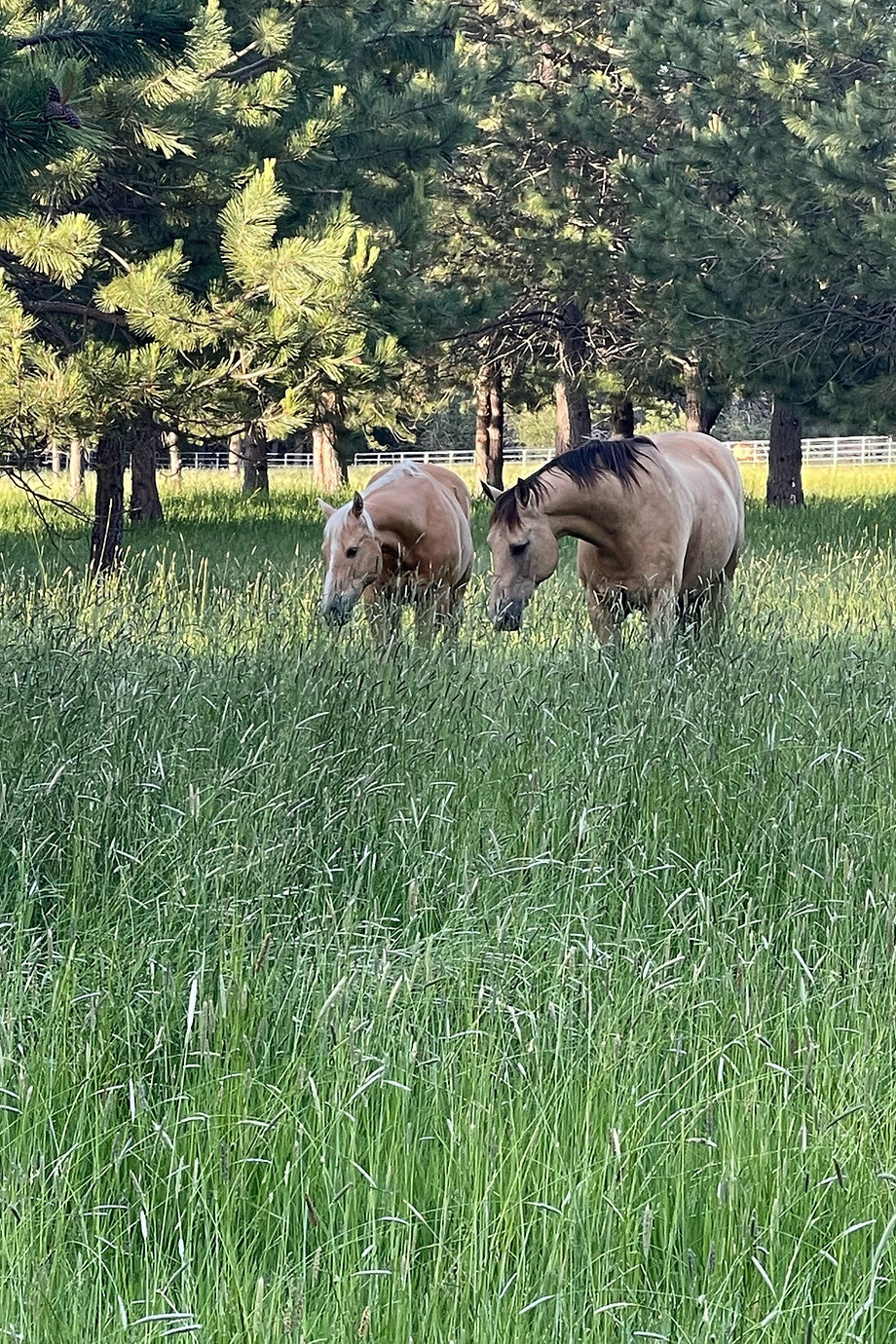 Bridle Path Quarter Horses