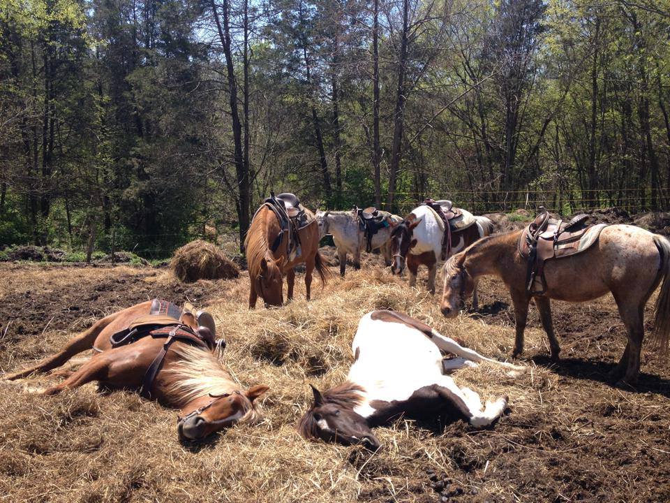 
                      
                        JuRo Stables
                      
                    