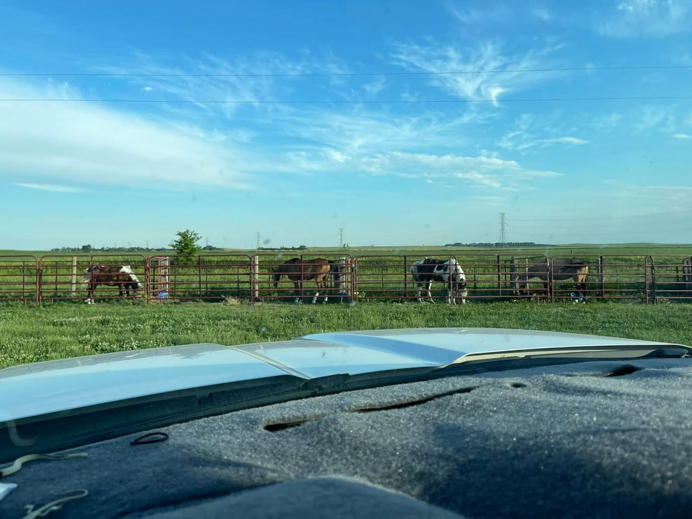 
                      
                        Diamond A Cattle Ranch
                      
                    