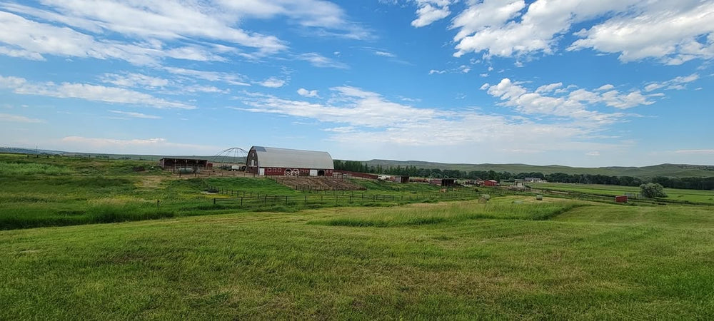 
                      
                        Sings With The Eagle
                      
                    