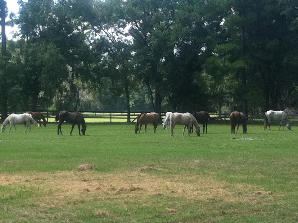 Shady Oaks Stables