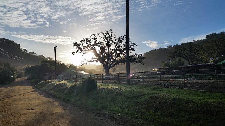Willow Tree Stables