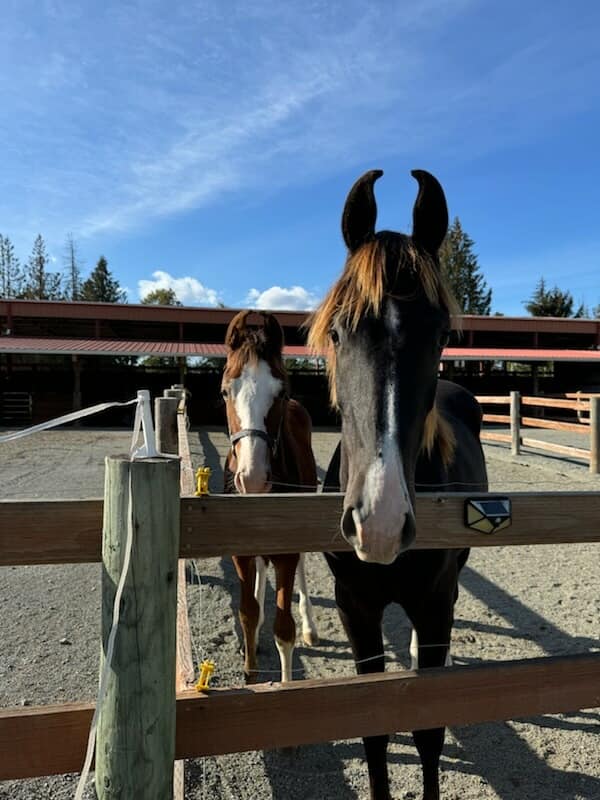 Legacy Stables LLC