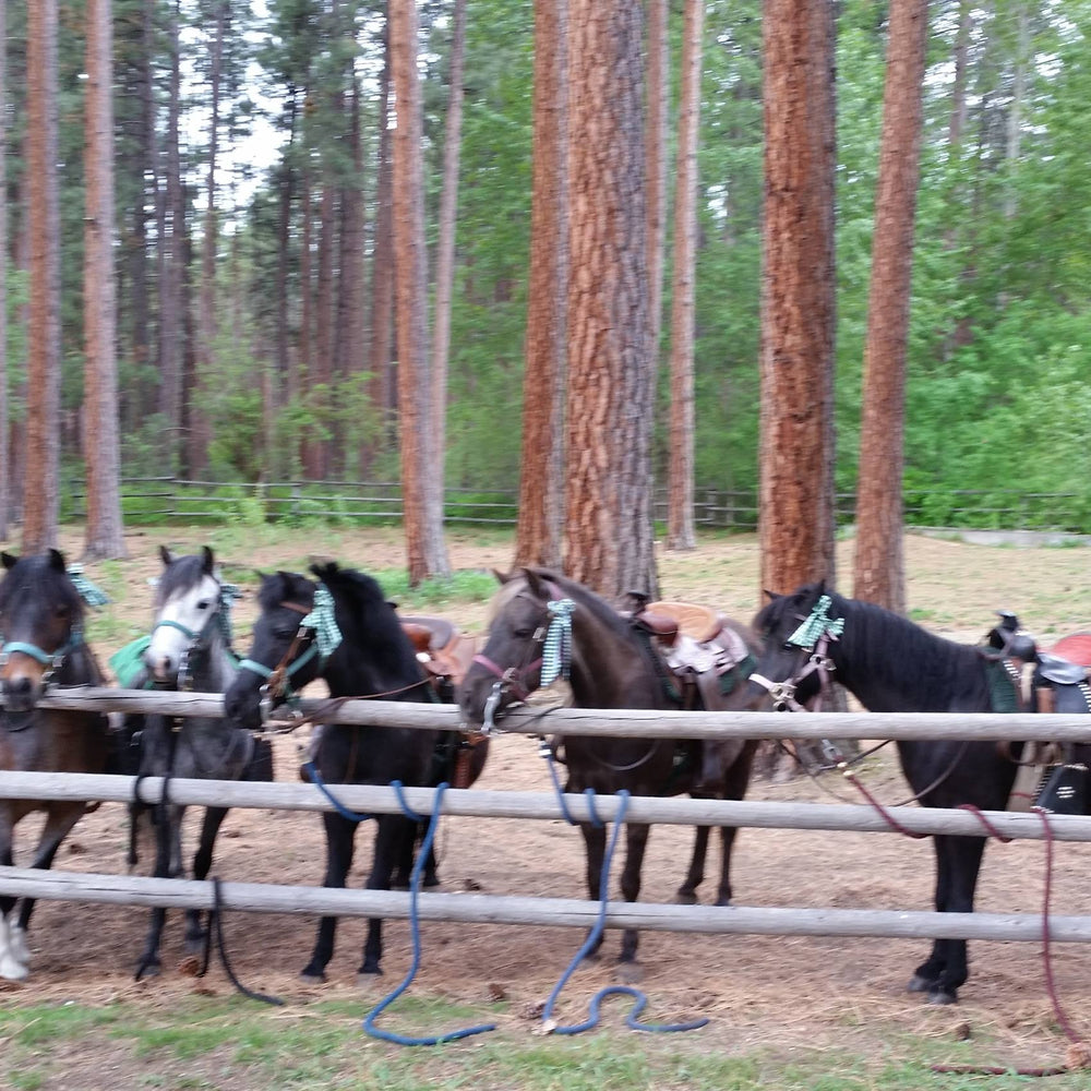 Parson's Pony Farm