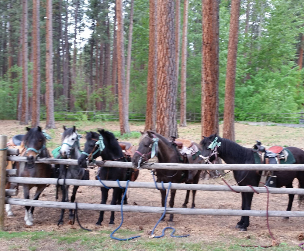 Parson's Pony Farm