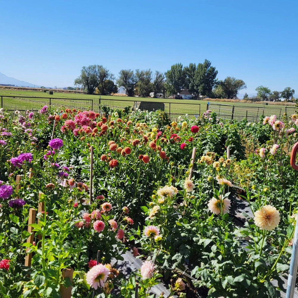 Sunspring Ranch