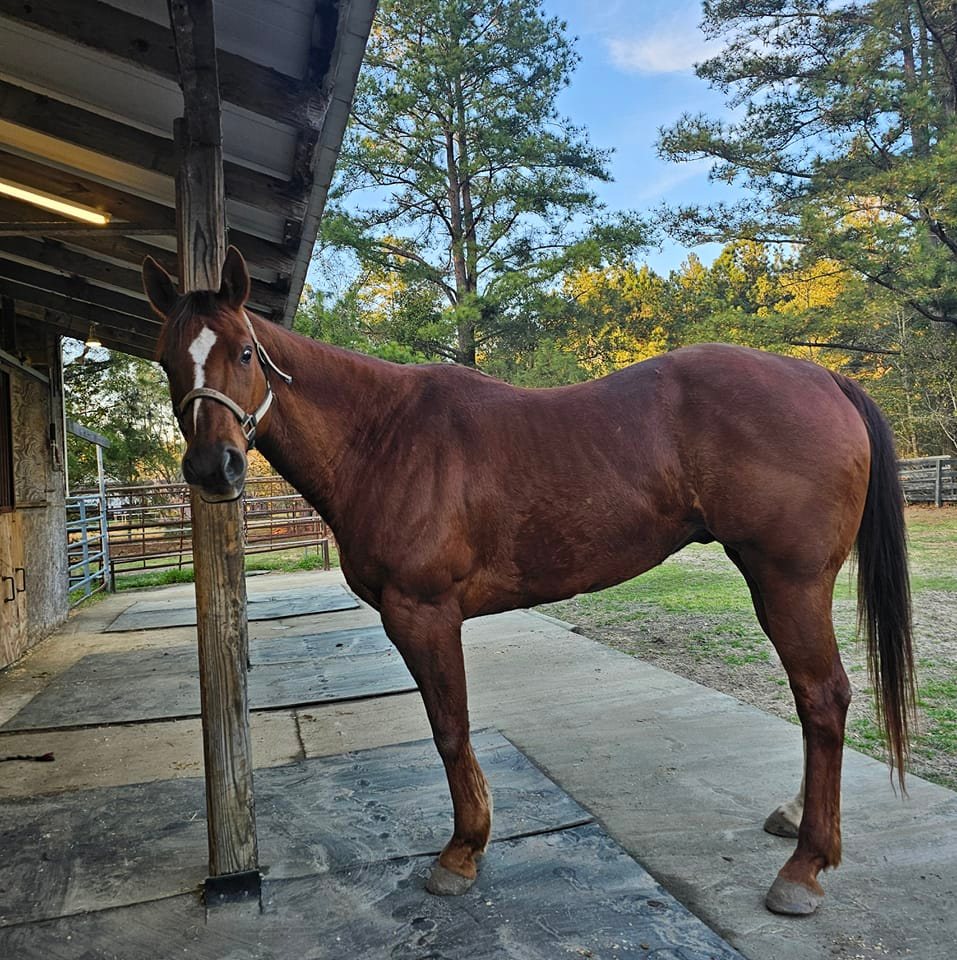 Honeyridge Stables