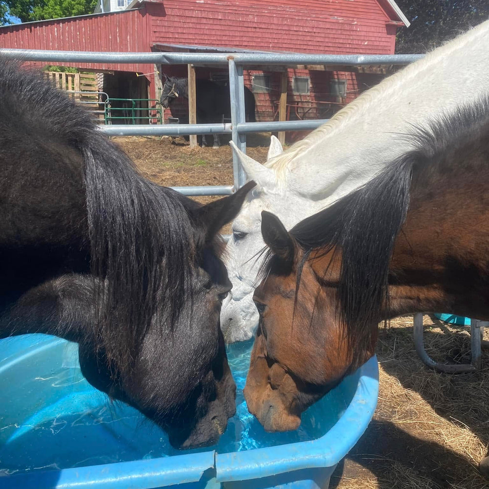 Horse Island Day Camp